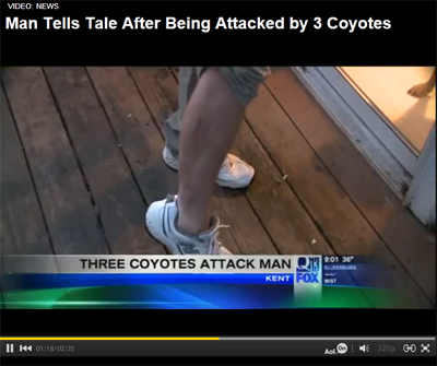 Coyotes Attack